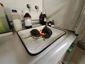 Image from the club gallery Klub Przyrodników „Chemik”