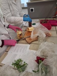 Image from the club gallery Klub Przyrodników „Chemik”